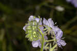 Prairie phacelia